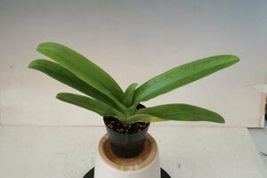 値引再出品！ 即決 洋蘭 パフィオ TA11008 TB18-150 Paph. (Emerald Sea 'Dream Works' x Amarillo Star 'Mega' SSM/JOGA)