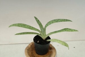 洋蘭 原種 パフィオ TA11108 TB17-147 Paph. javanicum 'Sky Tree' x self