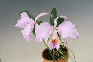 洋蘭 原種 カトレア TA11116 C. mossiae x sib (semi-alba 'Sanches' x coerulea 'Electra')