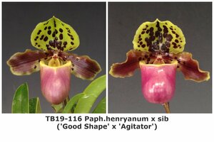 即決 洋蘭 原種 パフィオ TA11112 TB19-116 Paph. henryanum x sib ('Good Shape' x 'Agitator')