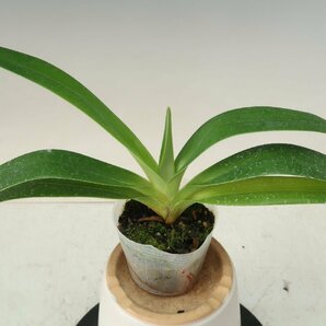 即決 洋蘭 パフィオ TA11092 TB16-156 Paph. (rothschildianum '2016-159' x Krull's Ruby Lady '2016-164')の画像1