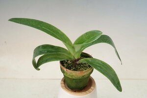 値引再出品！ 即決 洋蘭 パフィオ TA11007 TB17-48 Paph. (Red Gem 'Stardom' x Hamana Teles 'Mizutani No.1')