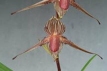 値引再出品！ 洋蘭 原種 パフィオ TA11002 VS14-61 Paph. rothschildianum x sib ( 'Mont Millais' x 'Tarantula')_画像2