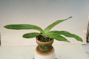 値引再出品！ 即決 洋蘭 パフィオ TA11030 TB17-33 Paph. (Perfect World 'Flash' x Mem. Sabrina Mark 'Tokyo Special')