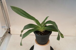 即決 洋蘭 パフィオ TA11152 TB17-154 Paph. (Apapa 'Emerald Stone' x Ice Castle 'White Gem')