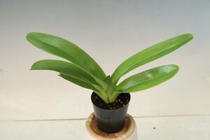 値引再出品！ 即決 洋蘭 パフィオ TA11111 TB17-42 Paph. (Emerald Crazy 'Giants Wings' x Amarillo Star 'Mega' SSM/JOGA)