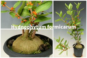 アリ植物 原種 ヒドノフィツム TA11199 Hydnophytum formicarum