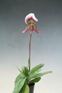 洋蘭 原種 パフィオ TA11128 TB17-177 Paph. callosum x sib ('Big Fire' x '16-2')