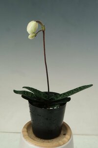 即決 洋蘭 原種 パフィオ TA11154 Paph. niveum x sib ('SH18-1' x 'Suigen-Bin')