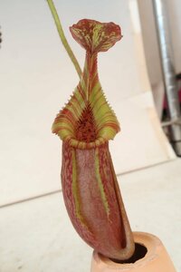 食虫植物 ネペンテス TA11203 BE4045 Nepenthes (villosa x veitchii) Assorted Clone
