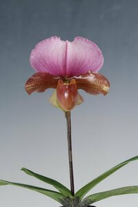 値引再出品！ 即決 洋蘭 原種 パフィオ TA11028 Paph. charlesworthii 'Humongous'