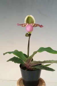 値引再出品！ 洋蘭 原種 パフィオ TA11033 TB18-28 Paph. liemianum x sib ('Flat & Round' x 'Very Dark')