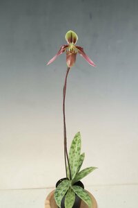 値引再出品！ 即決 洋蘭 原種 パフィオ TA11027 TB17-146 Paph. amabile 'Premium Pink' x self