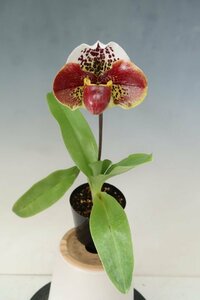 値引再出品！ 即決 洋蘭 パフィオ TA11025 TB18-09 Paph. (Perfect World 'Flatter' x Mem. Sabrina Mark 'Favorite'SSM/JOGA)