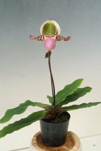 値引再出品！ 即決 洋蘭 原種 パフィオ TA11107 TB18-28 Paph. liemianum x sib ('Flat & Round' x 'Very Dark')