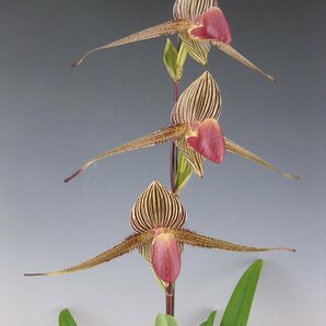 即決 洋蘭 パフィオ TA11092 TB16-156 Paph. (rothschildianum '2016-159' x Krull's Ruby Lady '2016-164')の画像9