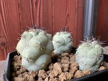 オルテゴカクタス　マクドガリー Ortegocactus macdougallii 三株 実生_画像8