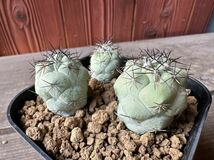 オルテゴカクタス　マクドガリー Ortegocactus macdougallii 三株 実生_画像1