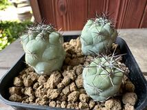 オルテゴカクタス　マクドガリー Ortegocactus macdougallii 三株 実生_画像2