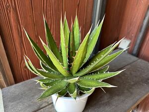 アガベ ホリダ ペロテンシス Agave horrida ssp. perotensis 実生