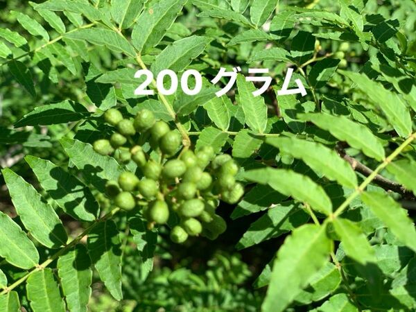 山椒　山椒の実　サンショウ　ハーブ　天然ハーブ　山椒の葉　無農薬　天然　200グラム