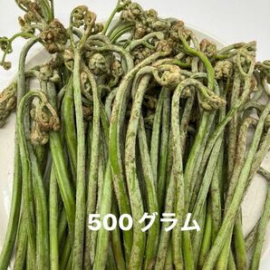 採りたてわらび　500グラム