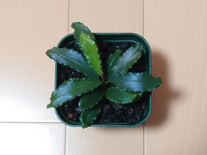 Bucephalandra sp ブセファランドラ