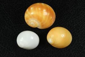 タマガイ系　3種セット　26~37㎜　貝標本　貝殻