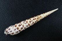ベニタケノコ　ウシノツノ　セット　101/103㎜ 　貝標本　貝殻_画像6