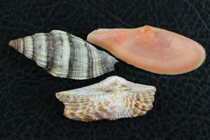 ワシノハ　シワミノムシ　トンガリベニ　3種セット　貝標本　貝殻