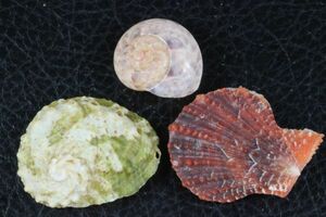 マアナゴウ　ニシキキサゴ　不明二枚貝　３種セット 　貝標本　貝殻