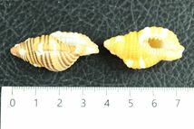ジュセイラ　ショウジョウラ　２種セット　36.9/34.2㎜ 　貝標本　貝殻_画像6