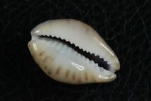 タカラガイ　３種セット　その1 　貝標本　貝殻_画像9