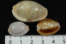 タカラガイ　３種セット　その3 　貝標本　貝殻_画像3