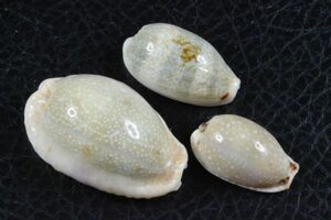 タカラガイ　３種セット　その4 　貝標本　貝殻