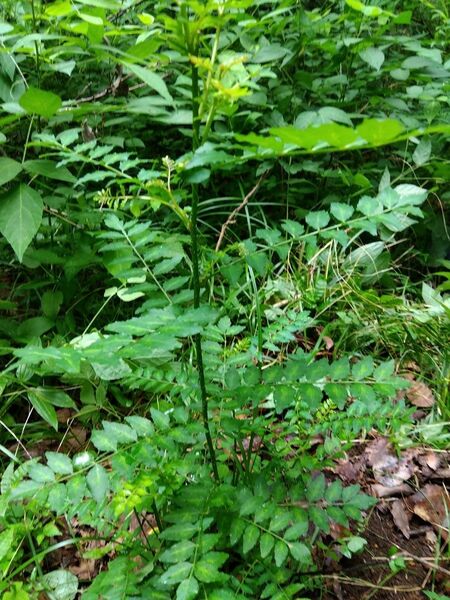 山椒の苗木　抜き苗木2本　　　栃木県産