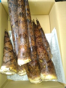 真竹 たけのこ、 筍 、タケノコ2、5キロ