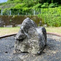 苔石(素材) 安倍川石　縮緬石　鑑賞石 天然石 水石_画像4