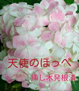 天使のほっぺ　紫陽花　アジサイ　抜き苗