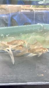 鉄魚 5匹 10センチ前後 群馬県 青鉄魚