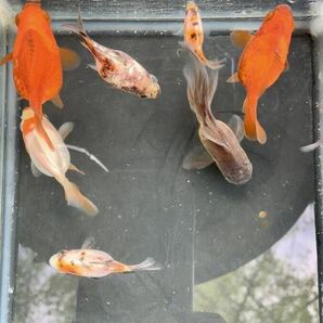 2歳金魚ミックス 8匹 レッドアイ紅葉玉サバ キャリコ玉サバ ローズテールオランダ 環境変化にも強く導入しやすい大きさですの画像9
