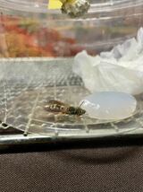 アシナガバチ 女王蜂 3匹セット セグロアシナガバチ フタモンアシナガバチ 巣有り 卵有り_画像8