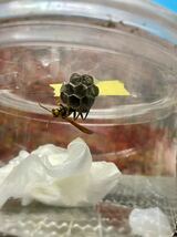 アシナガバチ 女王蜂と巣 セグロアシナガバチ プラカップで発送_画像9
