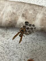 アシナガバチ 女王蜂と巣 セグロアシナガバチ プラカップで発送_画像1