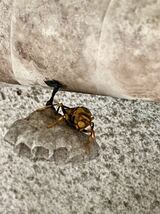 アシナガバチ 女王蜂と巣 セグロアシナガバチ プラカップで発送_画像2