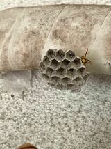 アシナガバチ 女王蜂と巣 セグロアシナガバチ プラカップで発送_画像6