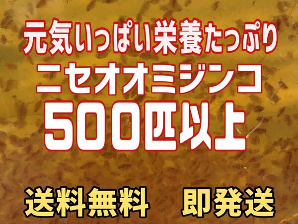 元気いっぱい栄養たっぷりタイリクミジンコ５００匹以上　活ミジンコ　観賞魚等のエサに