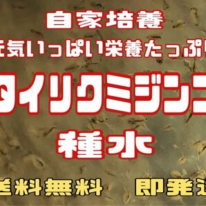 元気いっぱい栄養たっぷりタイリクミジンコ種水２００匹以上　活ミジンコ