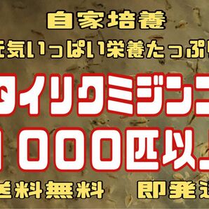 元気いっぱい栄養たっぷりタイリクミジンコ１０００匹以上　活ミジンコ　めだか等のエサに