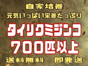 元気いっぱい栄養たっぷりタイリクミジンコ７００匹以上　活ミジンコ　めだか等のエサに